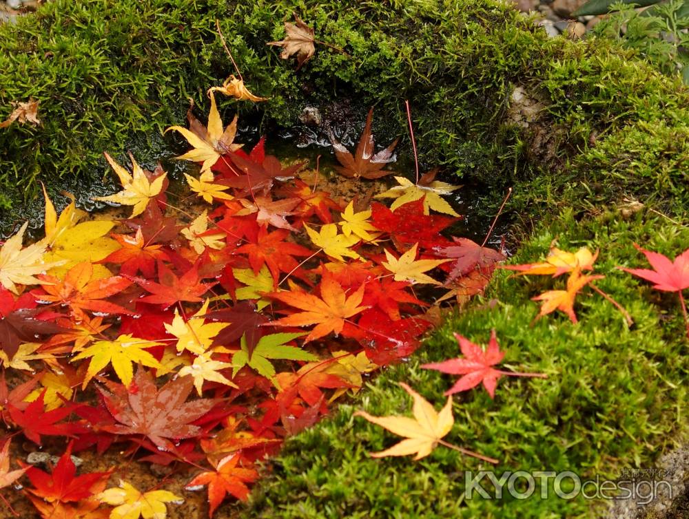 2019　晩秋　圓光寺　11
