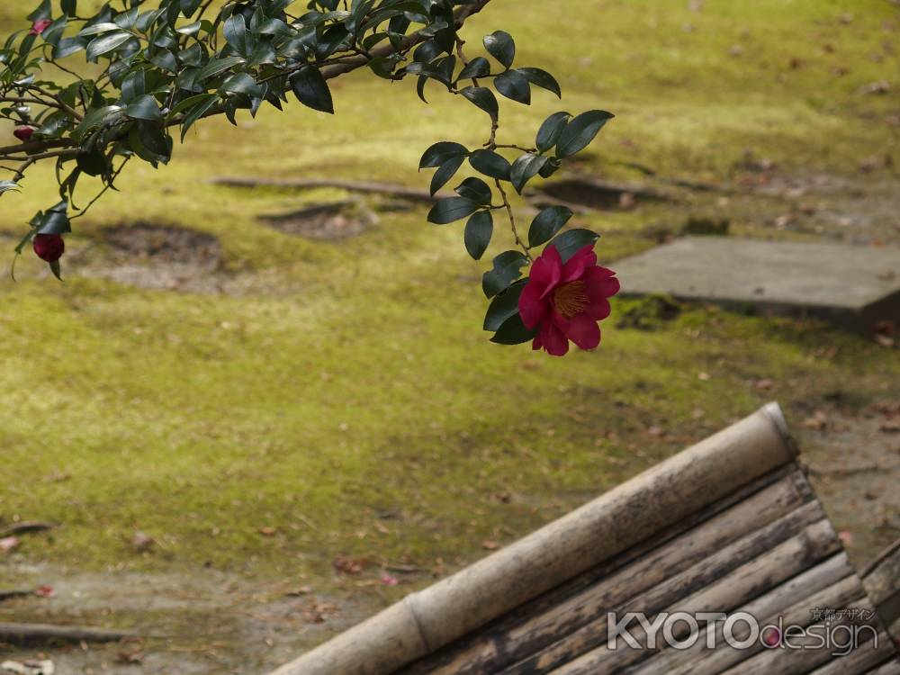 2020　新春　法然院　8