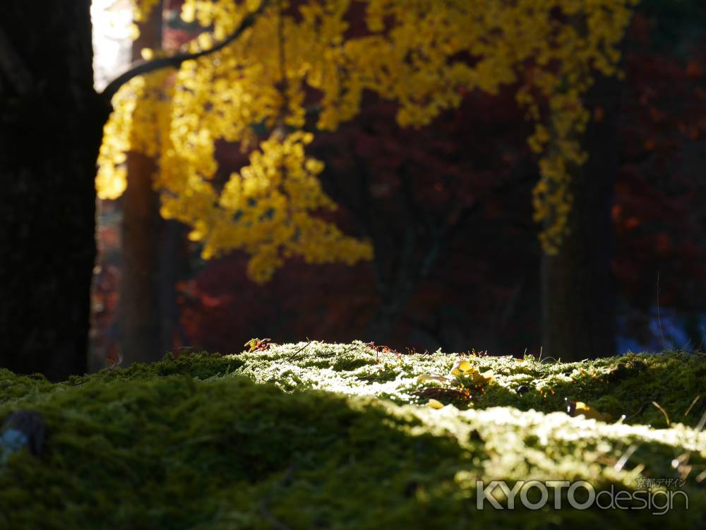 南禅寺の朝　2019•秋