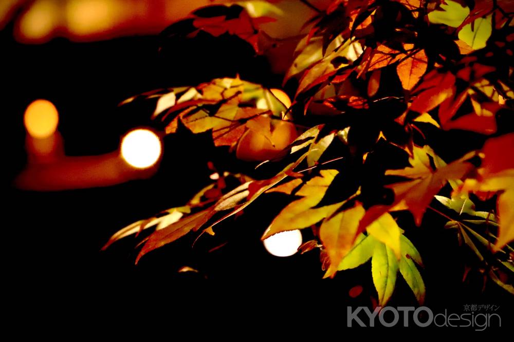 高台寺　紅葉ライトアップ