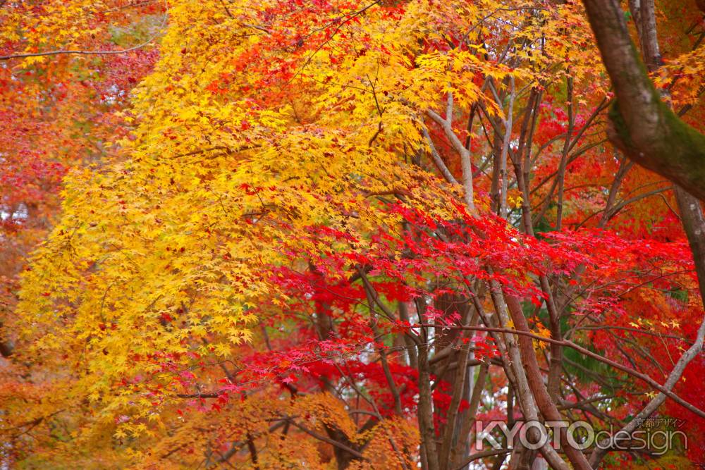 紅葉の盛り