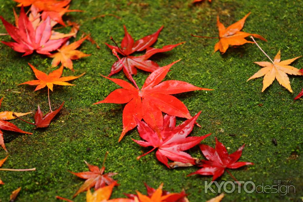 雨に濡れて映える