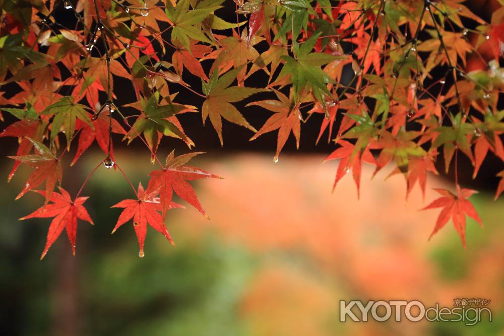 雨の紅葉