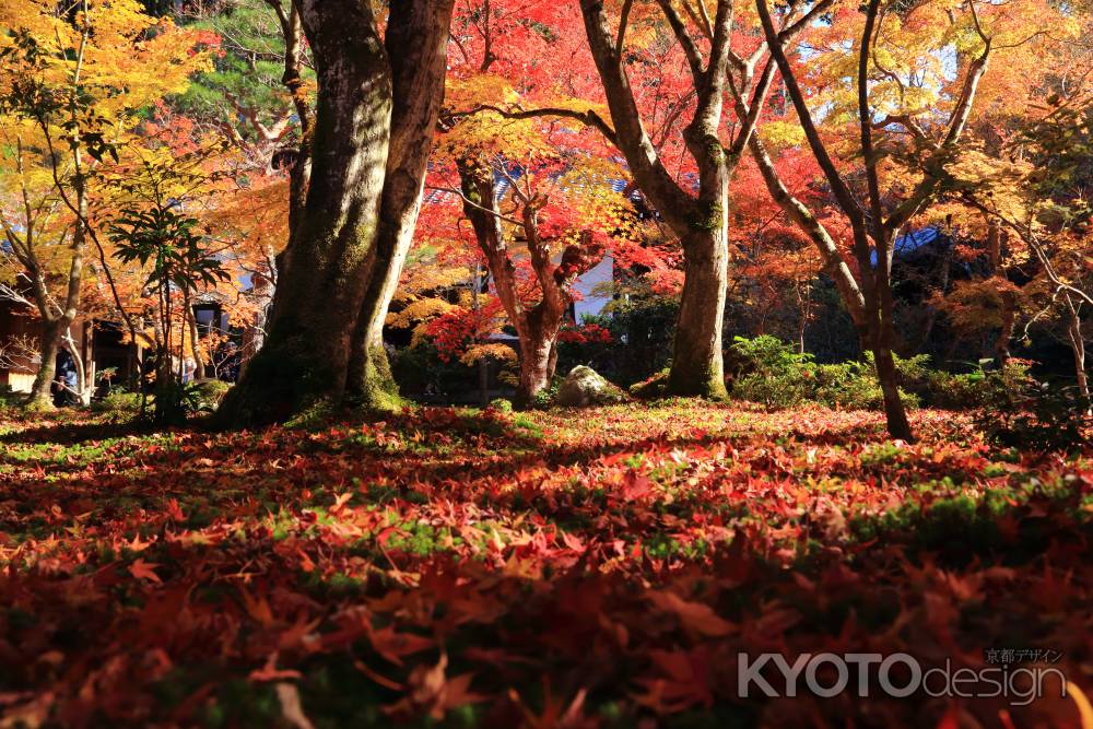 圓光寺の散紅葉