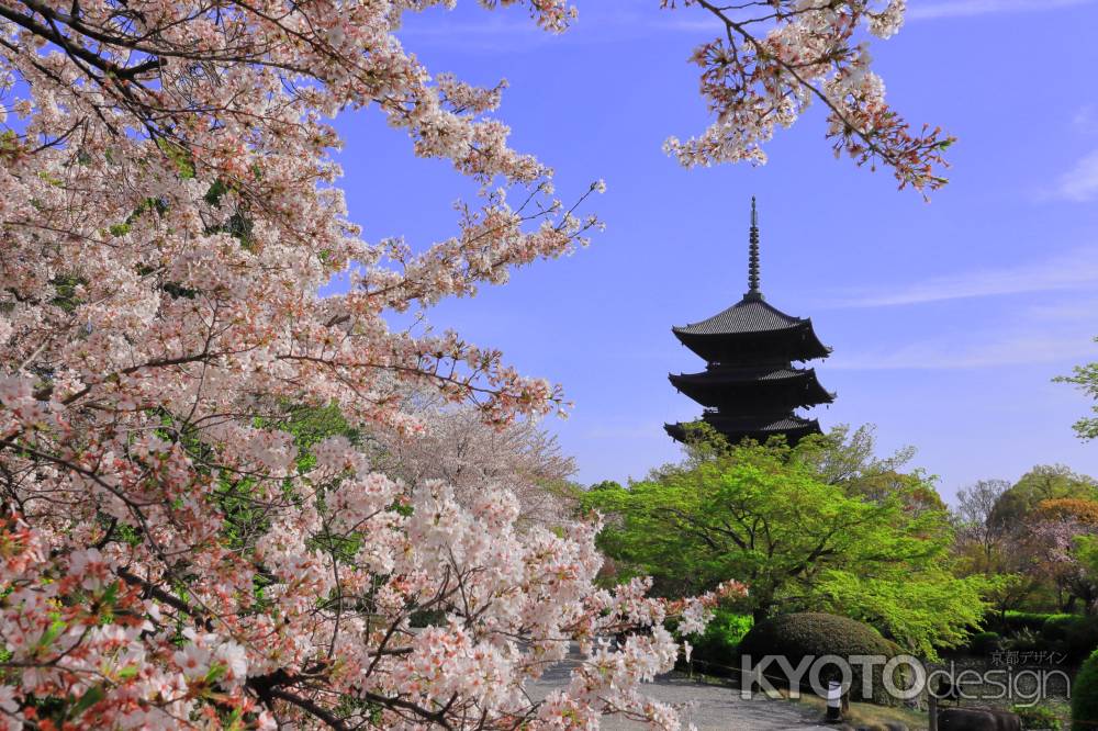 春の東寺①