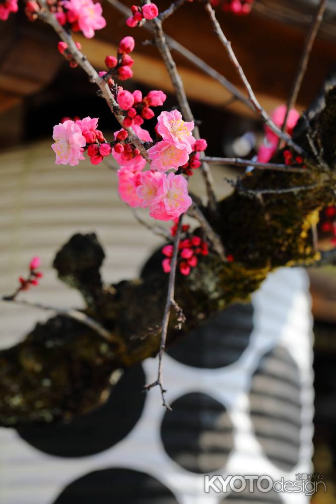 紅梅 北野天満宮 飛梅　