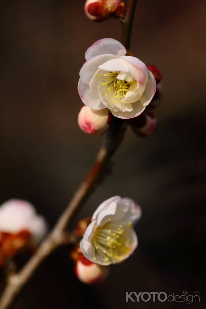 春の日差しの下で