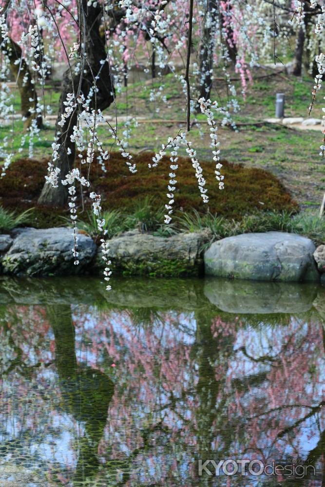 しだれ梅とリフレクション