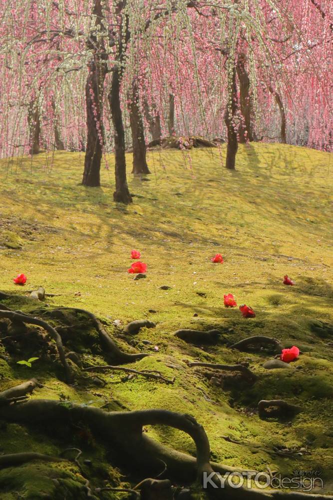 しだれ梅と落ち椿