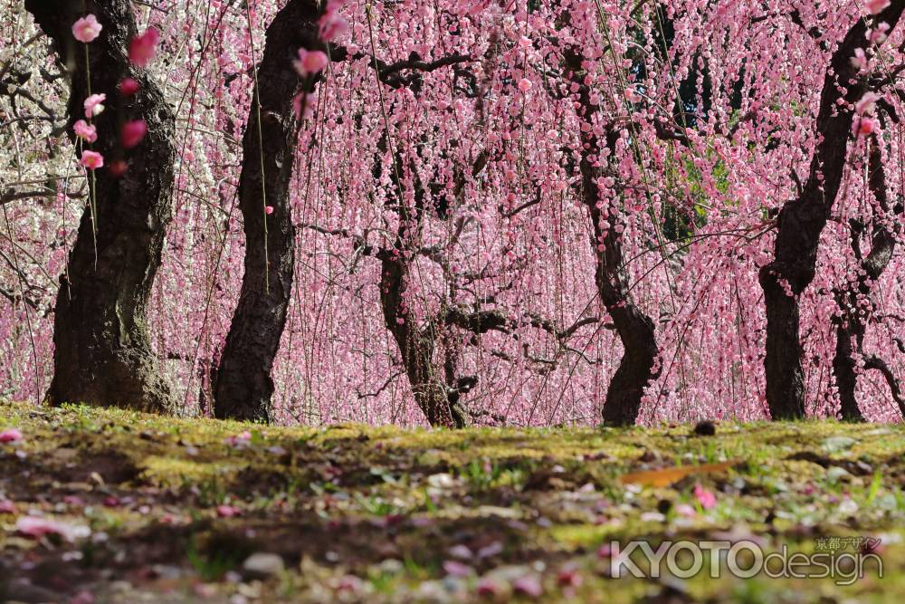 ピンクのカーテン