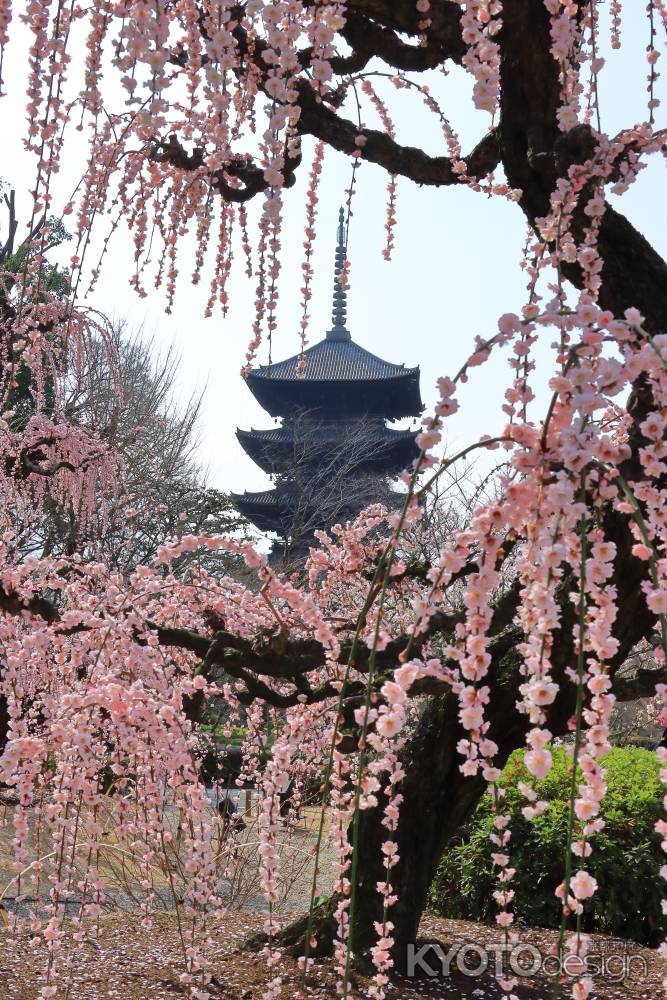 東寺五重塔としだれ梅