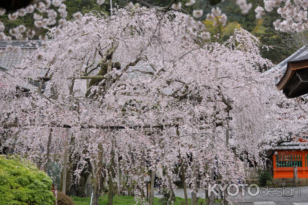 毘沙門堂の枝垂れ桜