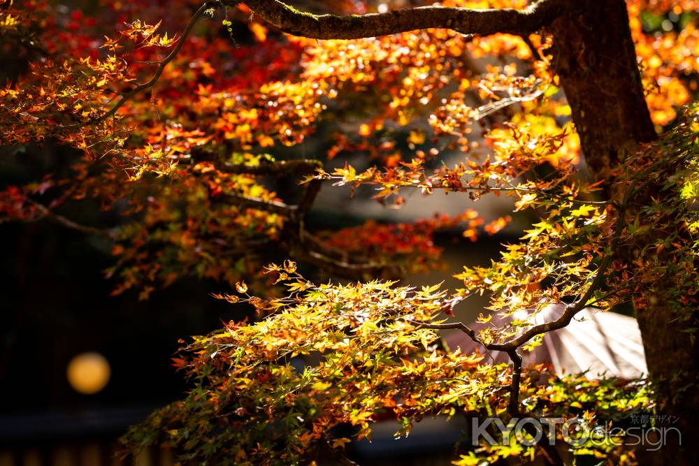 貴船神社紅葉２０２０