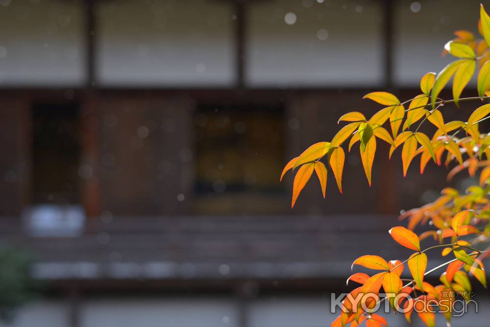 冬のひととき_大覚寺