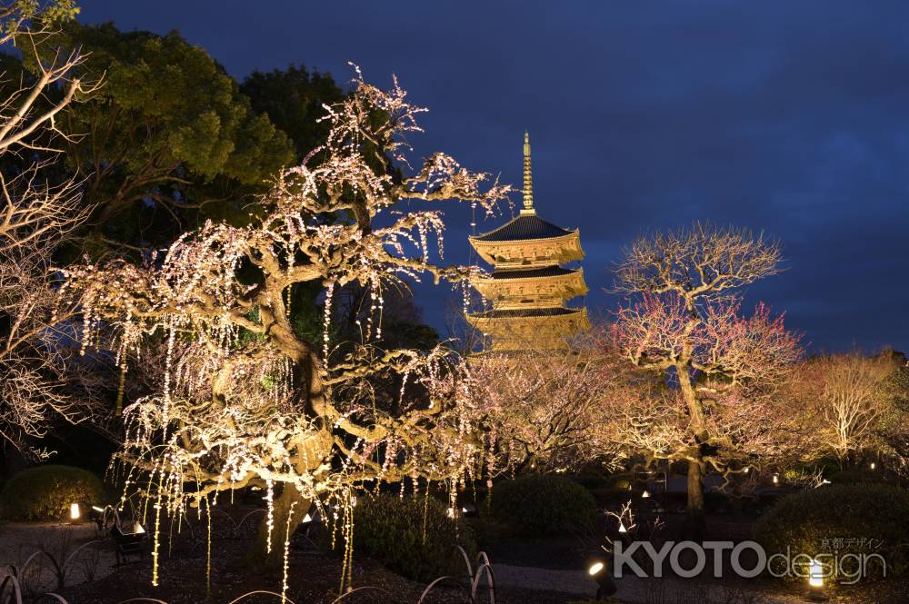 しだれ梅と黄金の塔（東寺・五重塔）