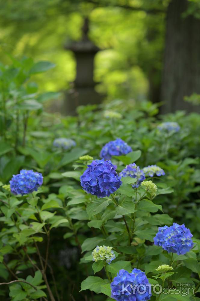 小さな紫陽花園＿真如堂