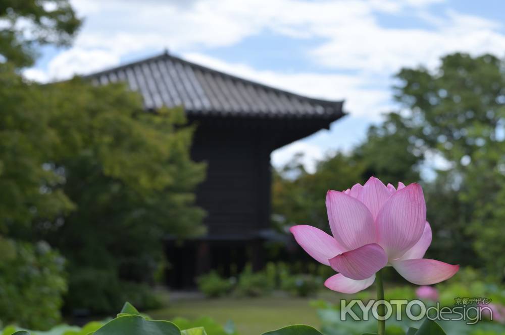 蓮と宝蔵＿東寺
