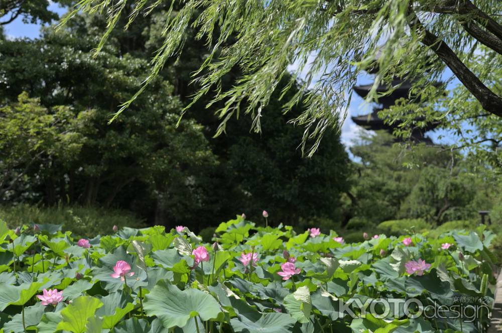 蓮と五重塔＿東寺