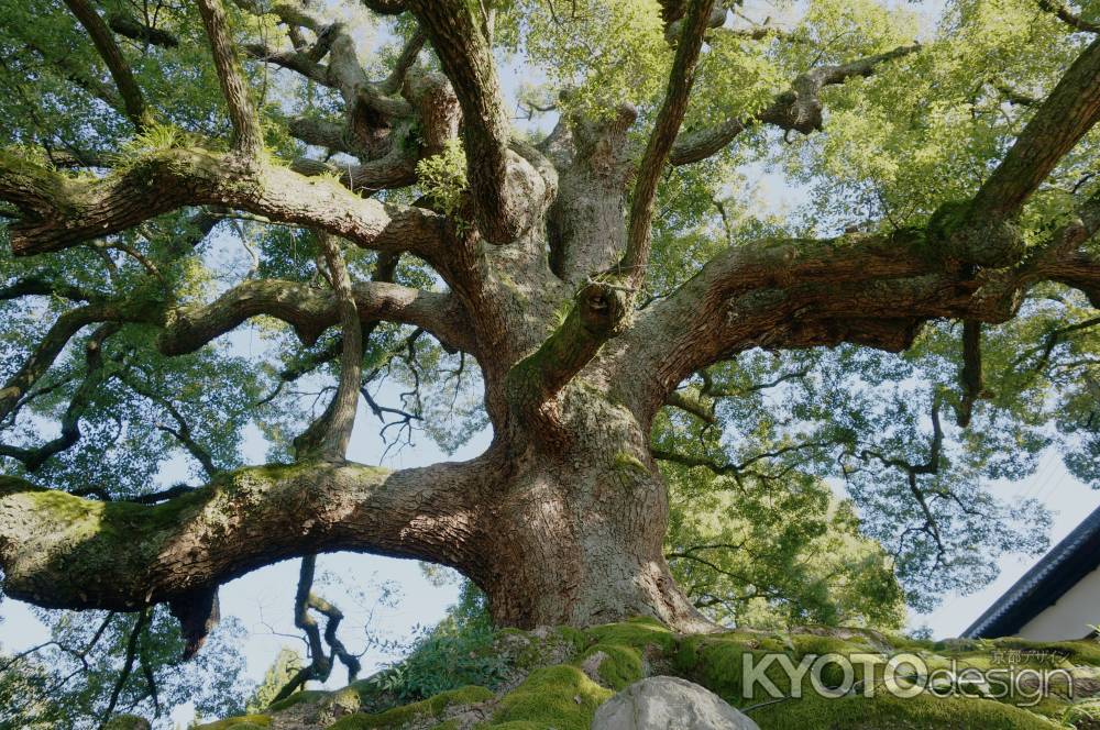 拝みたくなる木