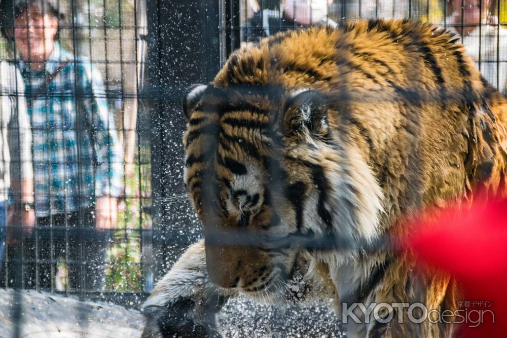 京都市動物園のアムールトラ