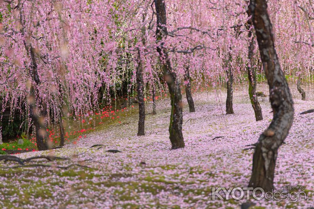 城南宮のしだれ梅　