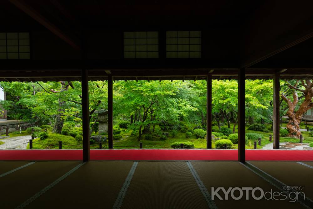 圓光寺の青もみじ