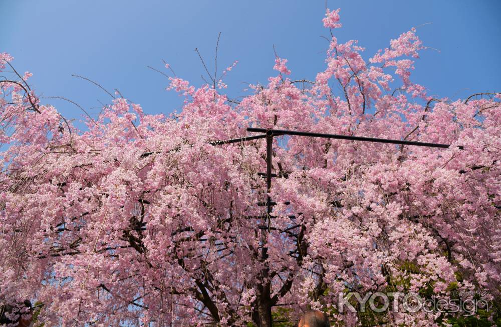桜色の雲のよう