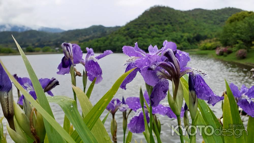雨上がりの広沢池