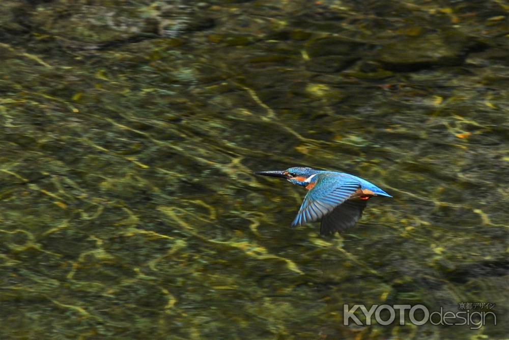 水無月のカワセミ