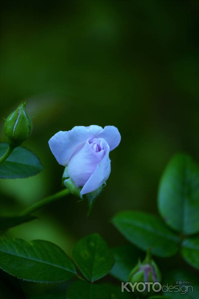 ブルー・バユー　Blue Bajou