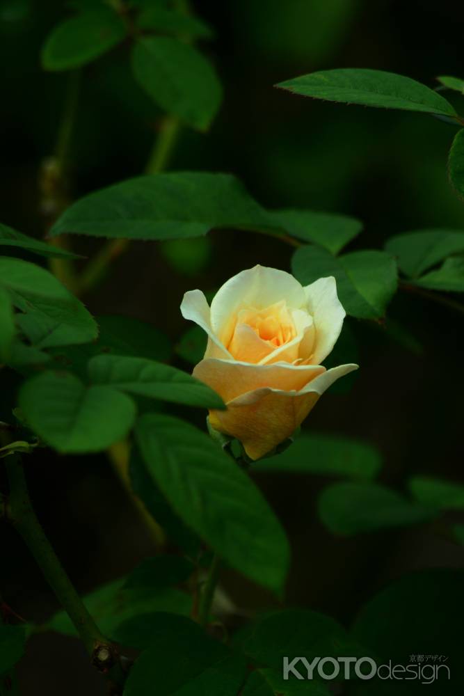 ムーンスプライト　Moonsprite