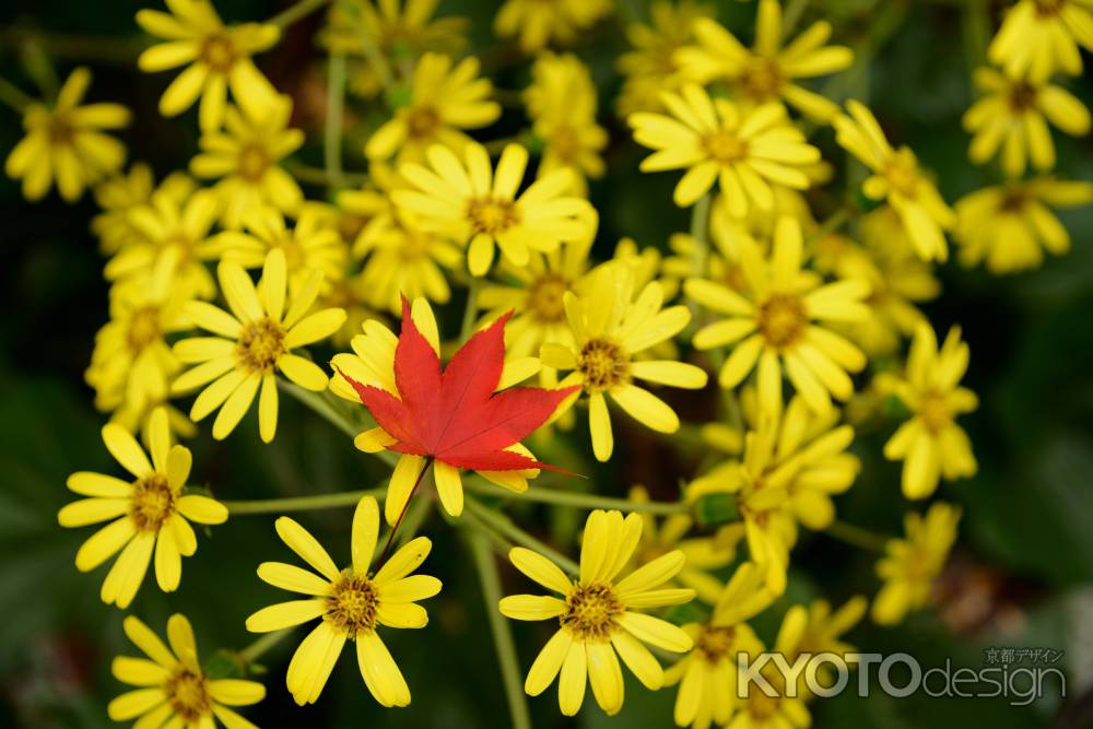 ツワブキに散るもみじ