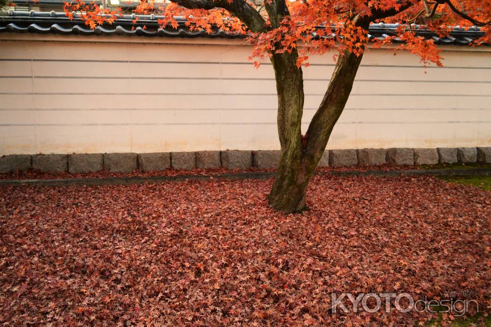 定規筋に広がる秋