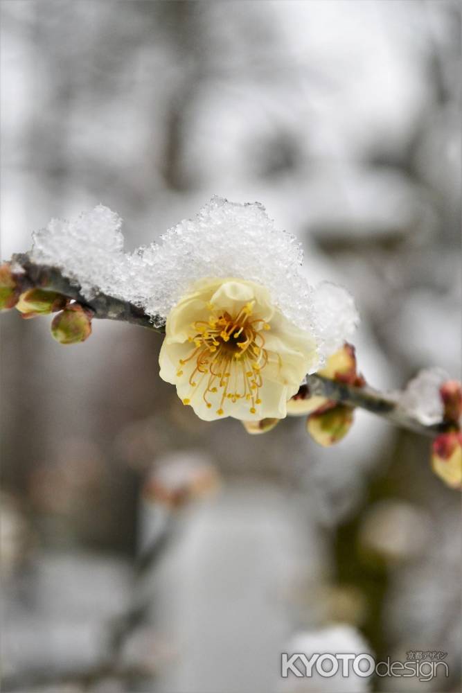 白梅に白雪