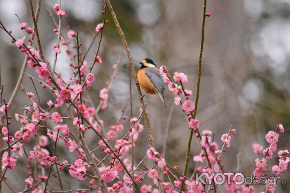 紅梅にヤマガラさん