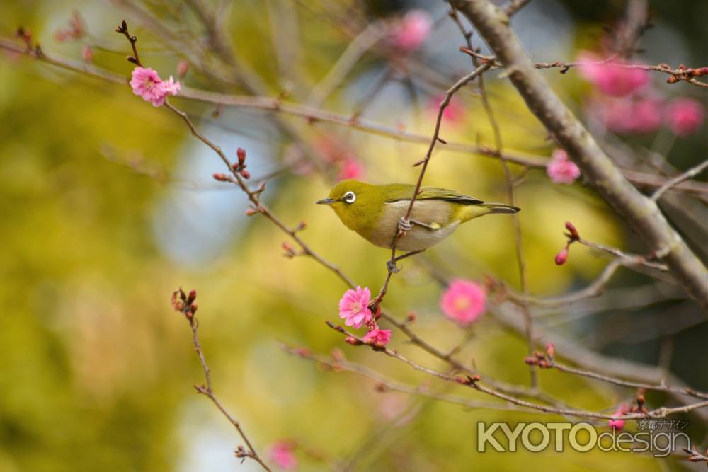エレガンスみゆきＤＥ懸垂