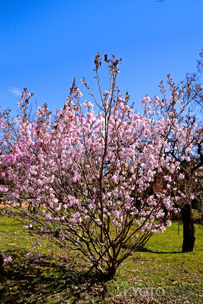 彬姫桜（あきひめざくら）　満開