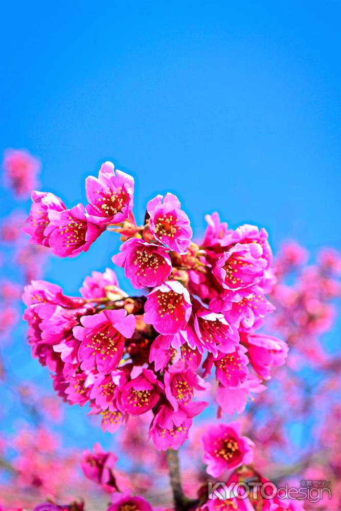 カンヒザクラ　満開