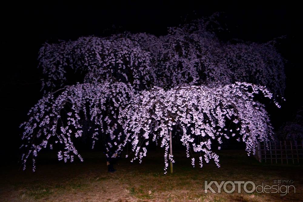 近衞のシダレザクラ