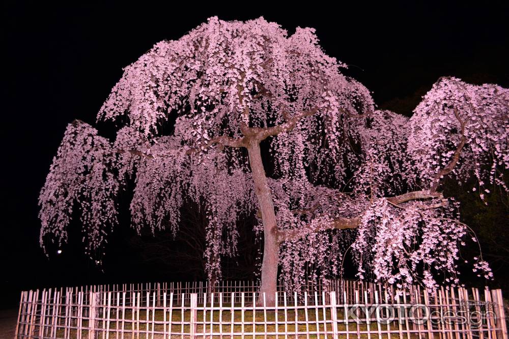 出水のシダレザクラ