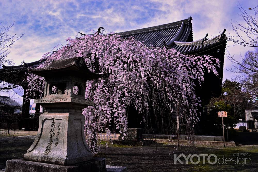 枝垂れ桜　満開