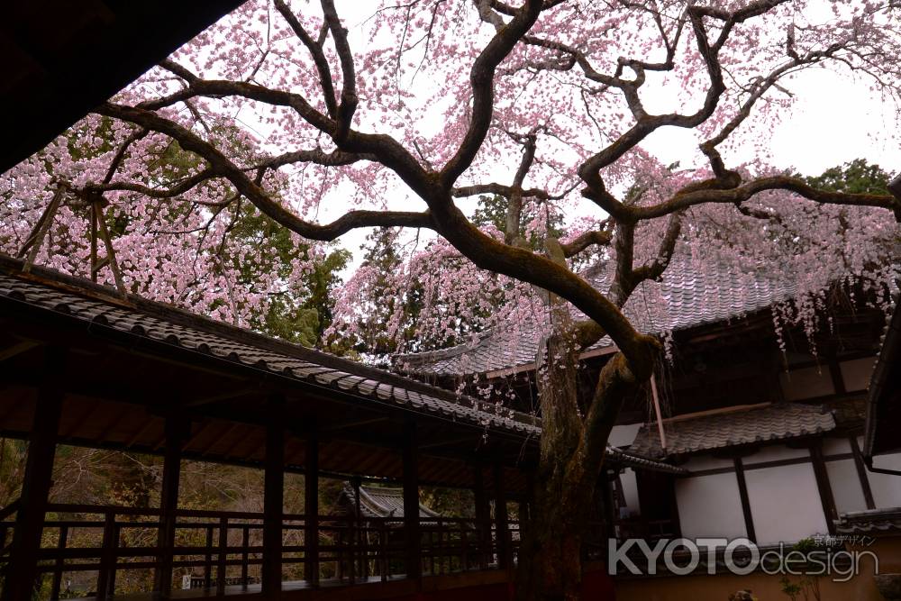 華蓋　なりひら桜