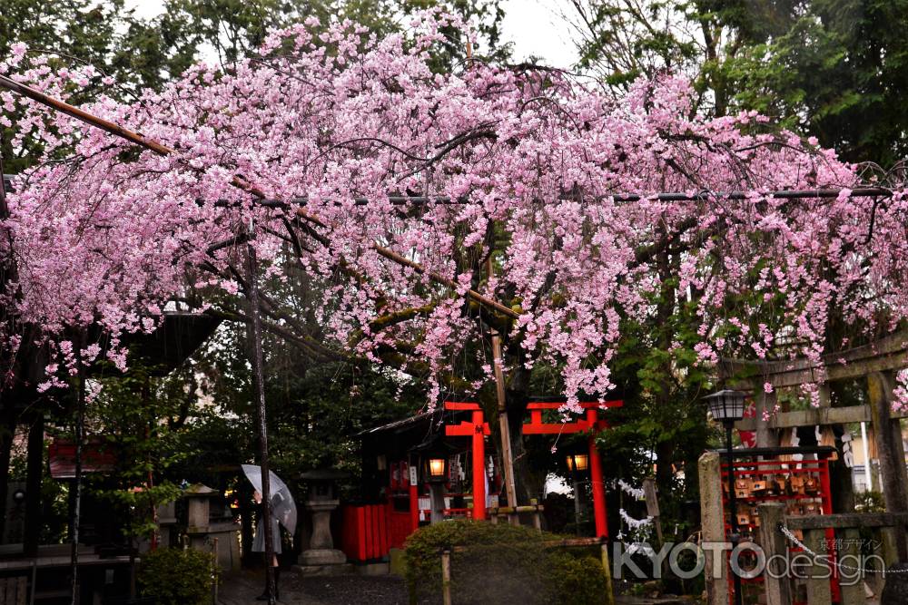 小さな枝垂桜　満開