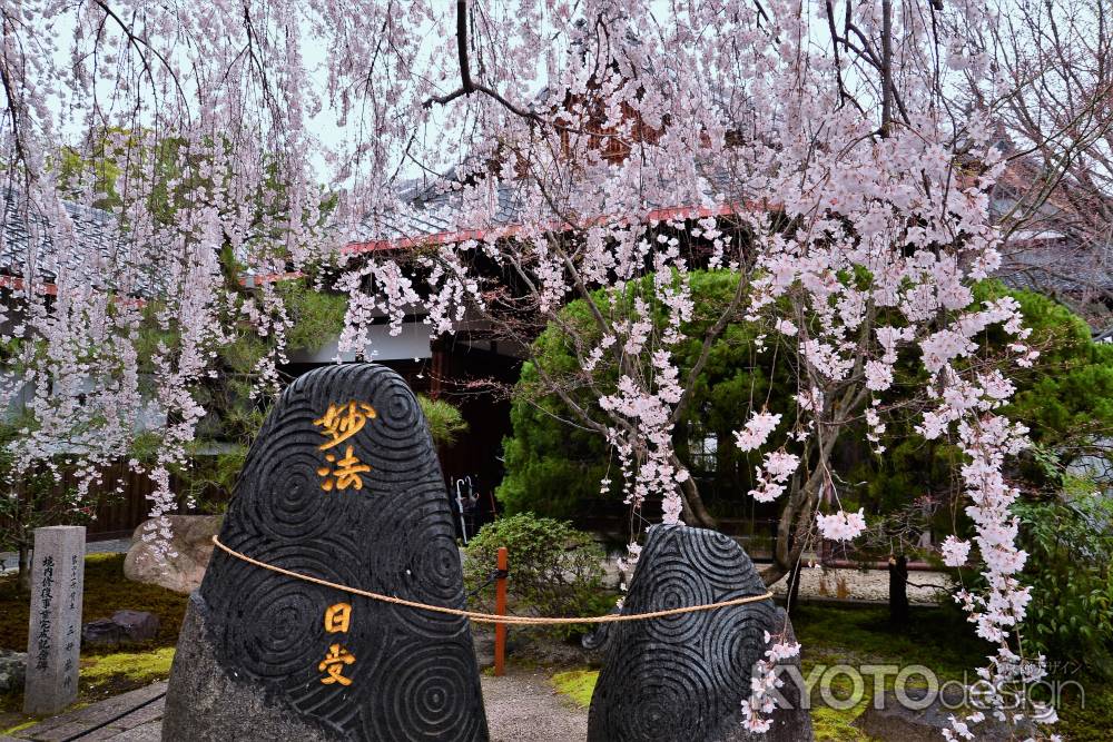 妙法　枝垂桜