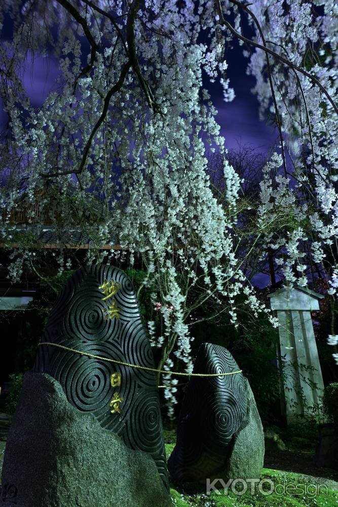 妙法　夜桜
