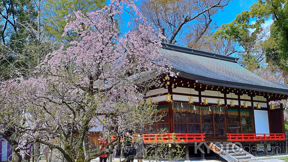 桜花 主を忘れぬ 