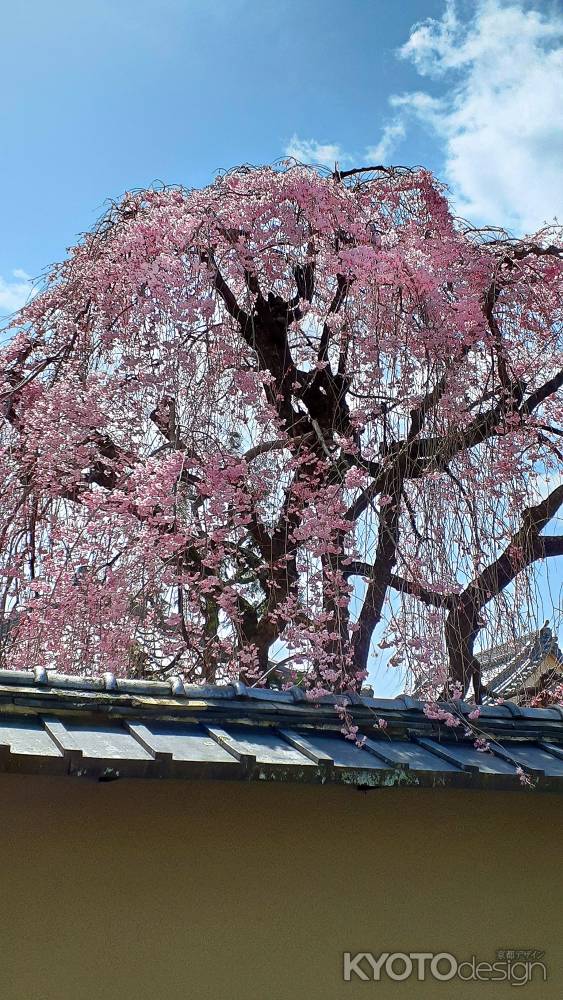 妖怪さんもお花見