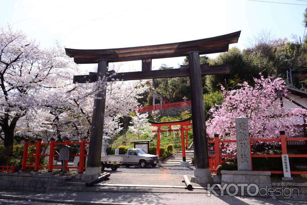鳥居と染井吉野と枝垂桜