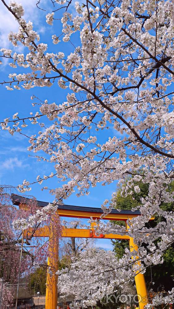 鳥居　桜に埋もれる