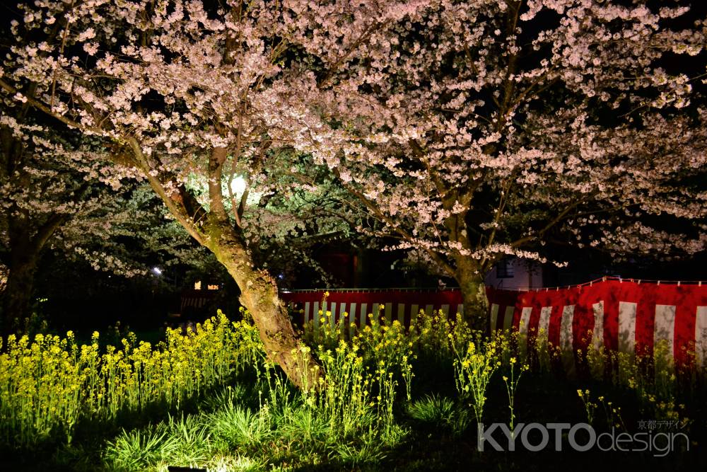 桜花爛漫　菜の花爛漫